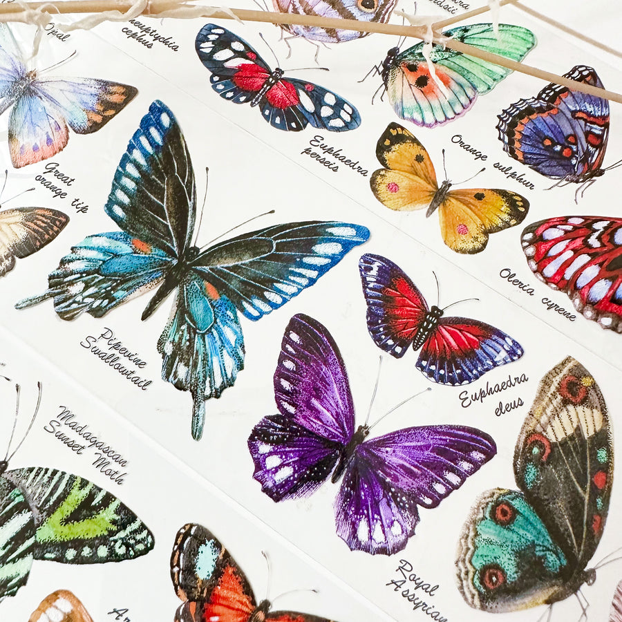 Baicangjia studio butterflies collection pet tape